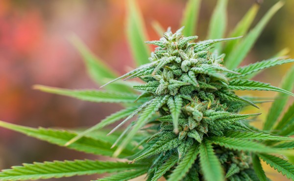 Judge backs increased license fees for Florida medical marijuana operators