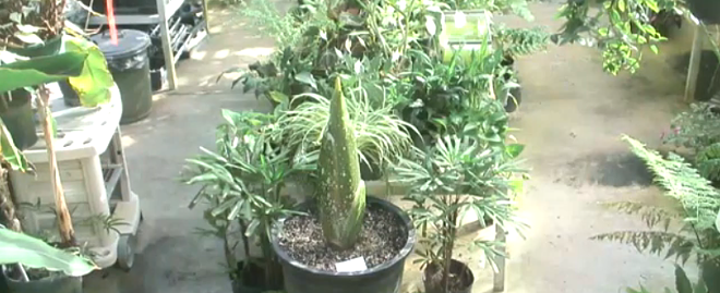 Keep an eye on the Rollins Greenhouse livecam and you may see their corpse plant bloom UPDATE: It bloomed!!