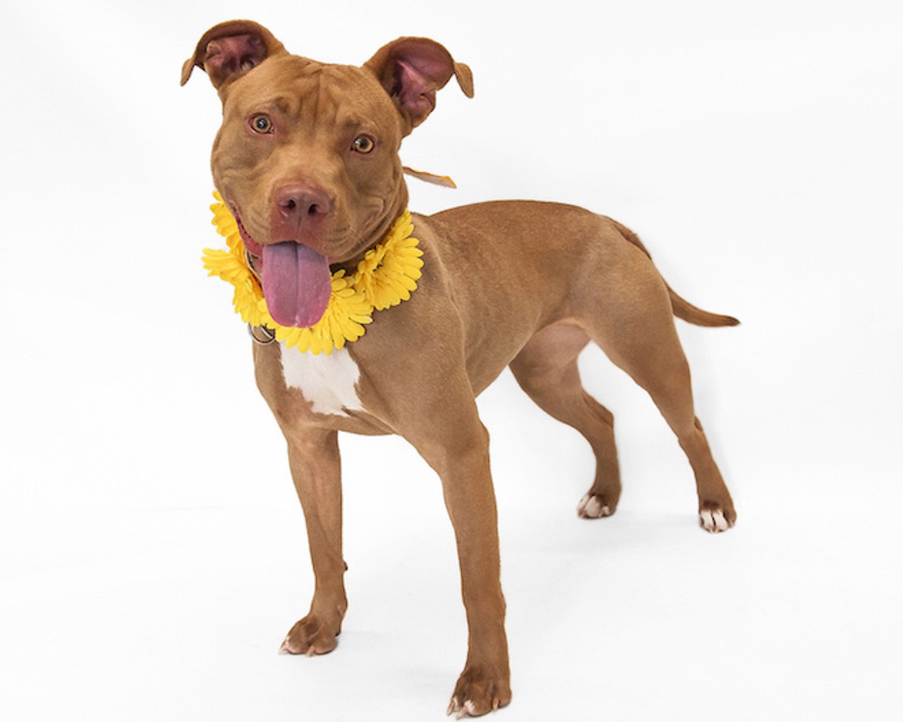 Kiss me, I'm adoptable: 16 adorable dogs looking for homes right now