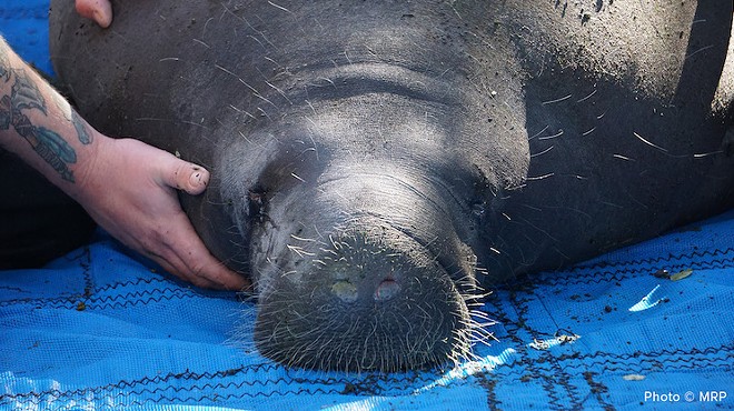 Twelve manatees were released into the wild in Central Florida recently