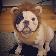 Happy Thursday. Please enjoy this video of a French bulldog dressed as a lion learning to ring a bell