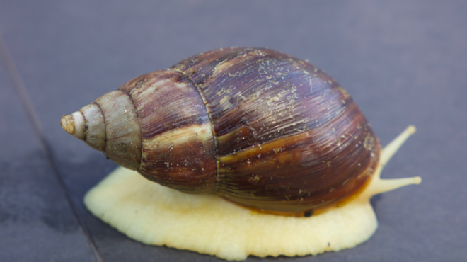 More than 1000 giant African land snails have been collected in Pasco County