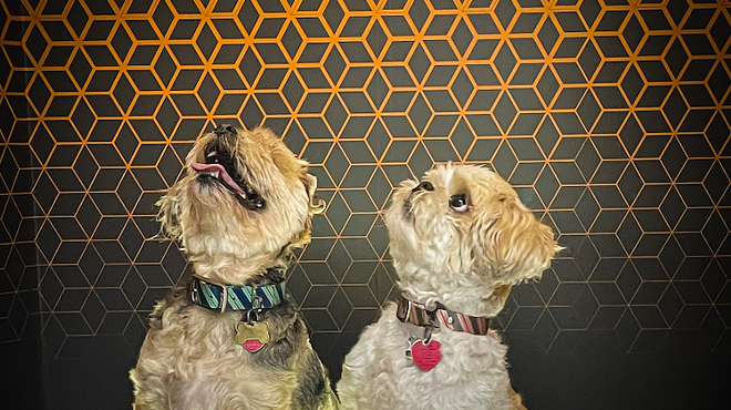 Museum Of Illusions hosts their annual Puppy Paw-ty in October