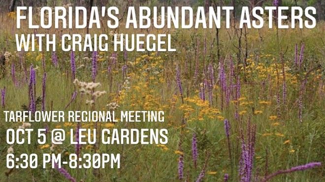 Native Plant Meetup: Florida's Abundant Asters with Dr. Craig Huegel