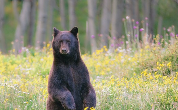 New Florida bill would allow homeowners to shoot bears without a permit