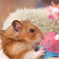 It's Tuesday night, so here's a tiny hamster guzzling tiny tiki drinks