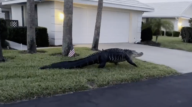 Video shows massive alligator visiting Venice on Easter morning