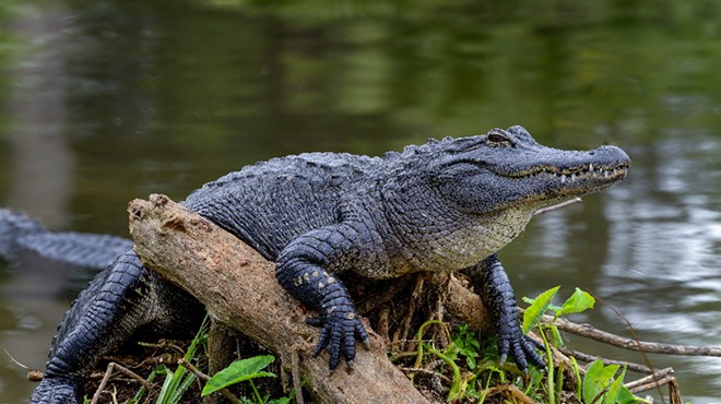 Florida woman killed by two alligators after falling into country club pond