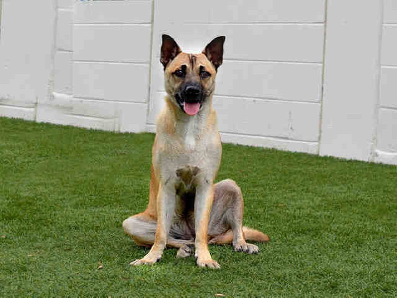 Jade, shelter ID A266144