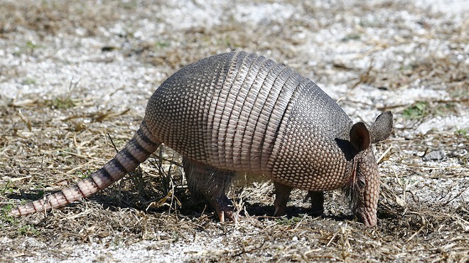 One smashed armadillo shut down Orlando International Airport for an hour