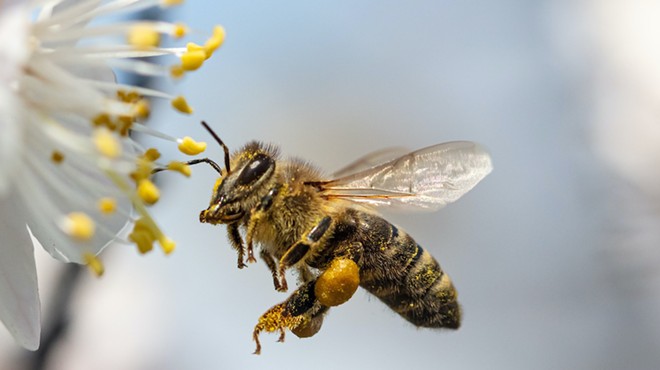 Op-ed: World Honey Bee Day was another reminder that 40 percent of insect species are now threatened with extinction
