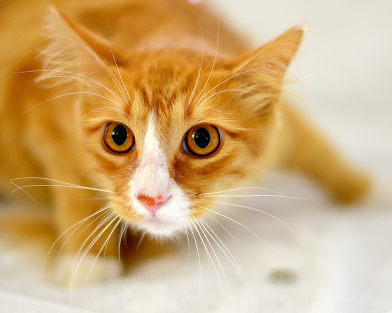 Opt to adopt: 12 photos of kitties up for adoption at Orange County Animal Services