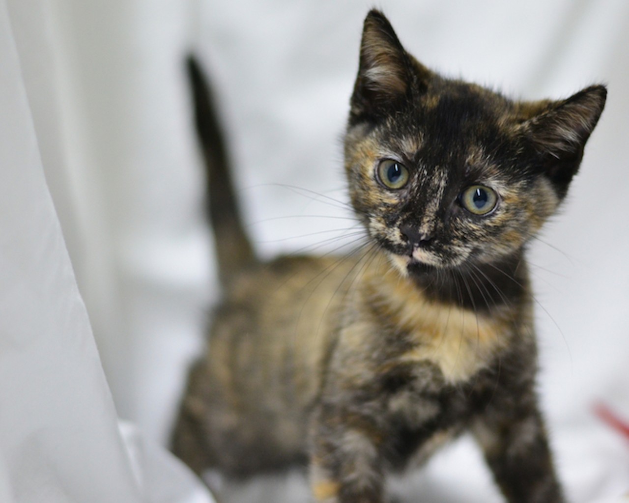 Opt to adopt: 18 sweet kitties looking for homes at Orange County Animal Services