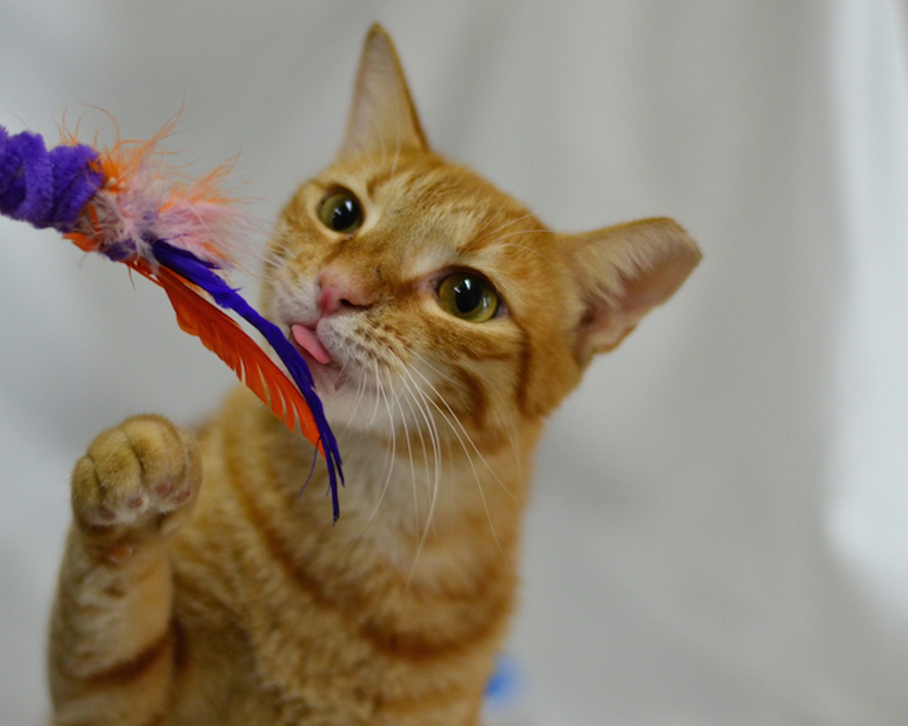 Opt to adopt: 18 sweet kitties looking for homes at Orange County Animal Services