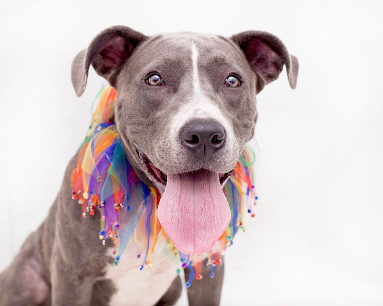 Opt to adopt: 20 sweet pups looking for homes at OCAS