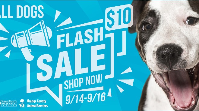 Orange County Animal Services hosting flash sale with $10 adoption fees