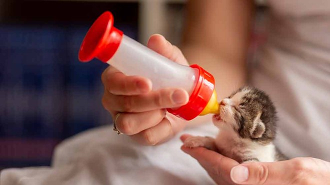 Orange County Animal Services is looking for fosters for an influx of bottle babies
