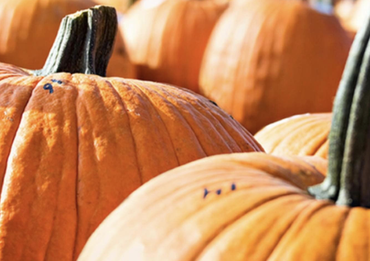 Black Willow Annual Fall Festival
2350 Black Willow Trail, Mims
Oct. 7
The Vineyard at Black Willow will hold its annual Fall Festival on Saturday, Oct. 7, from 3 to 7 p.m. There will be a pumpkin patch, local vendors and the chance for guests to stroll through the vineyards.