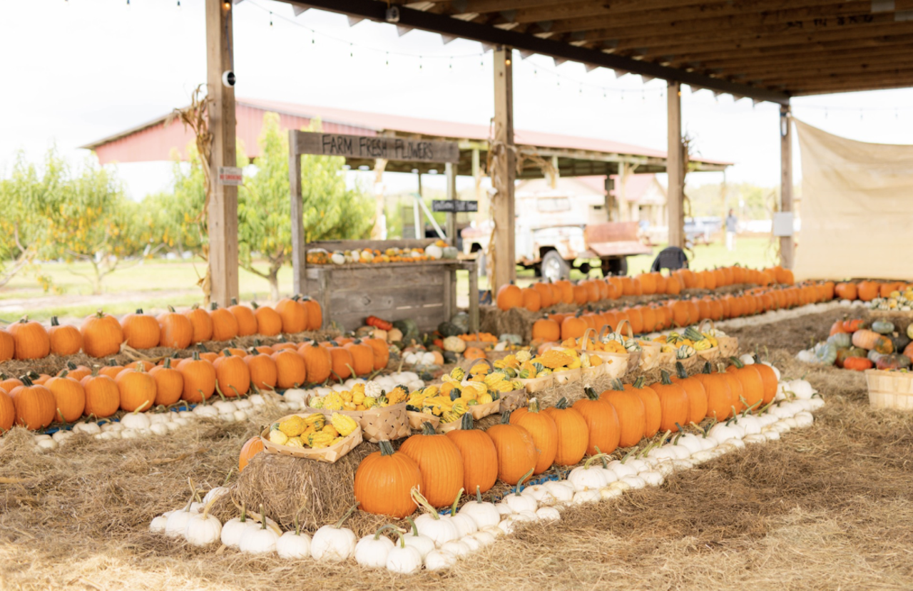Orlando area pumpkin patches, corn mazes and autumn festivals to visit