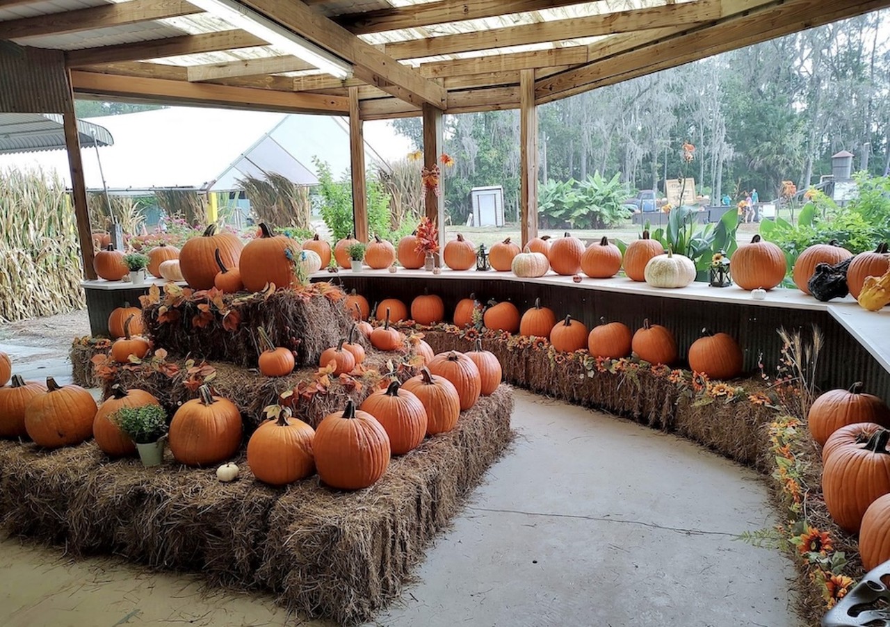 Great Scott Farms
26216 County Road 448A, Mount Dora
Sept. 28 to Nov. 24
Located in Mount Dora, Great Scott Farms is home to plenty of fall-themed old-fashioned activities. There’s a pumpkin patch, sunflower field, 7-acre corn maze, zip line, farmers market and more. The festival starts Sept. 28 and runs through Nov. 24.