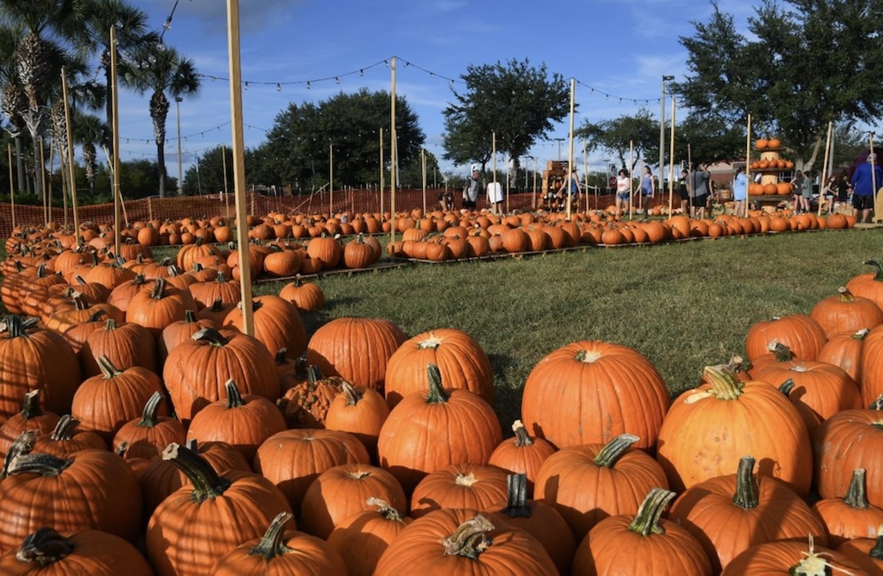 Hagerty Farms Pumpkin Patch
3225 Lockwood Blvd., Oviedo
Daily starting Sept. 28
This Instagram-worthy pumpkin patch located at Hagerty High School offers tons of pumpkins and festive scenery. There's also family friendly games and activities, but be warned: It's not a real farm, so the only animals you'll see are visiting dogs (on leashes).