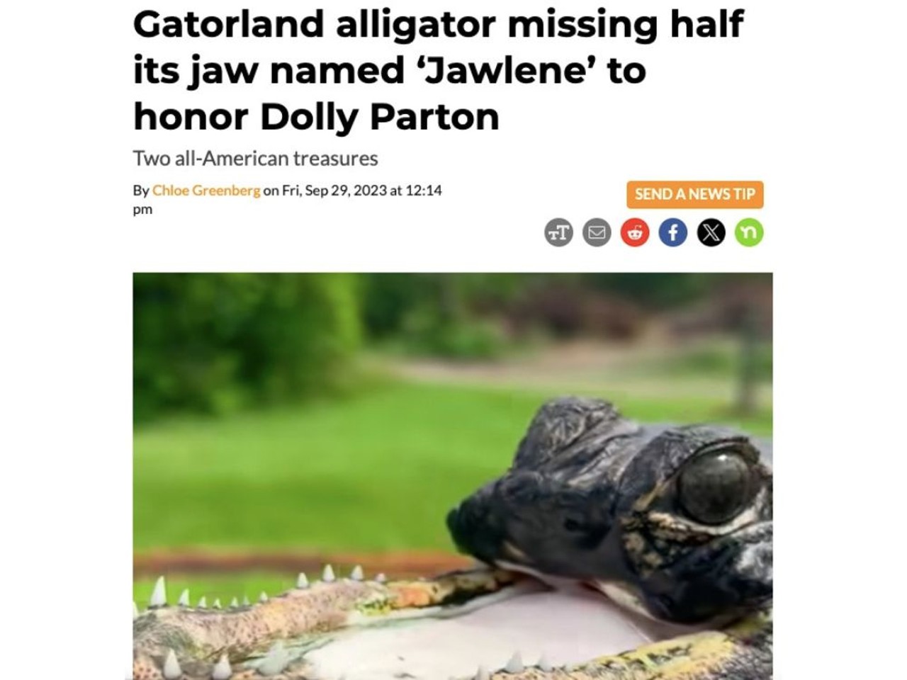 "This little gator is an absolute treasure ... but another American treasure is Dolly Parton," says Mark McHugh, Gatorland CEO, in a video posted to Facebook. "Dolly Parton all day!" echoes wildlife educator Savannah Boan before breaking into song. Read full article