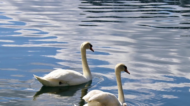 Orlando's Lake Eola Park welcomes six new swan residents