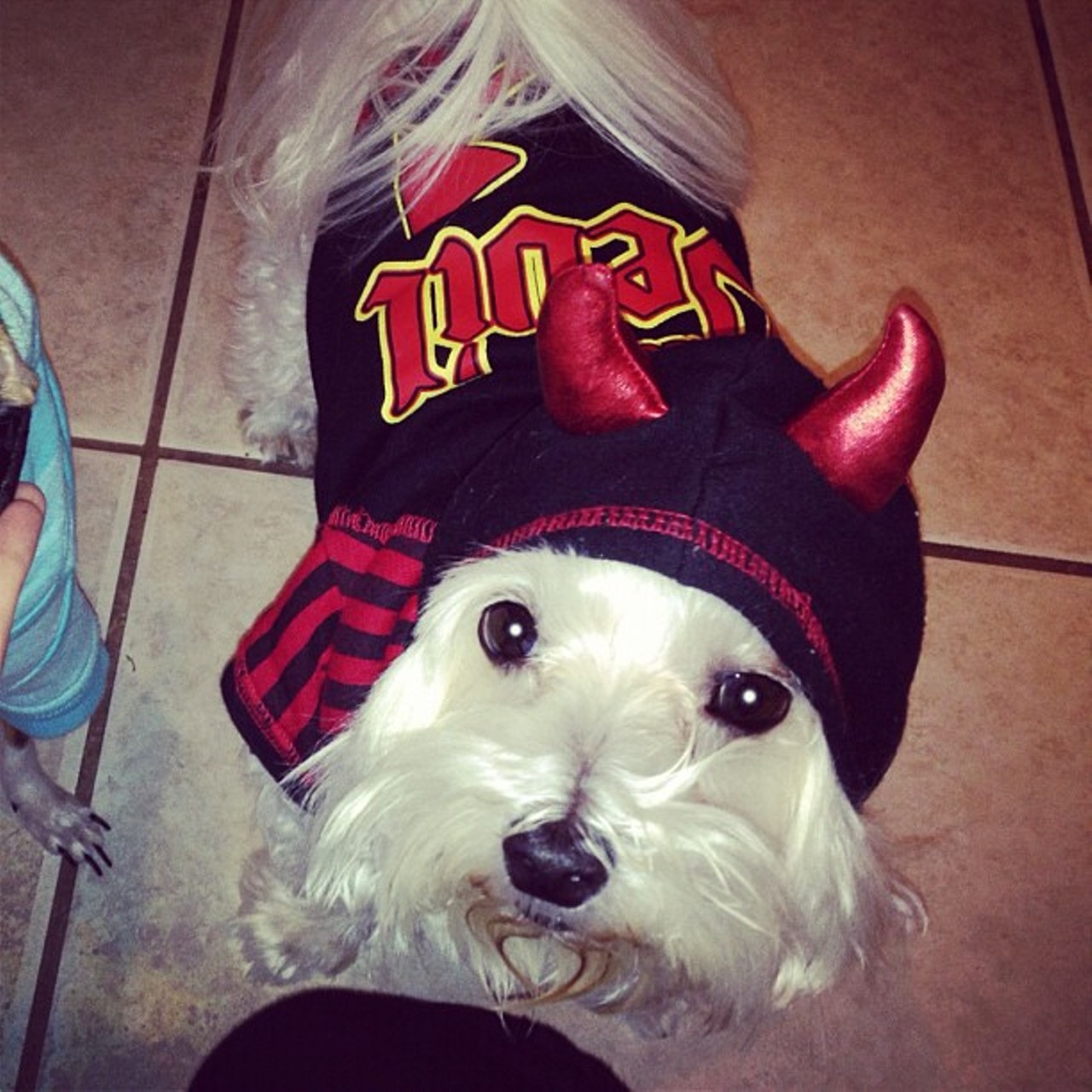 @mariangeles_ica
My little devil emoji emojiemoji #dog #pets #devil #halloween #maltese