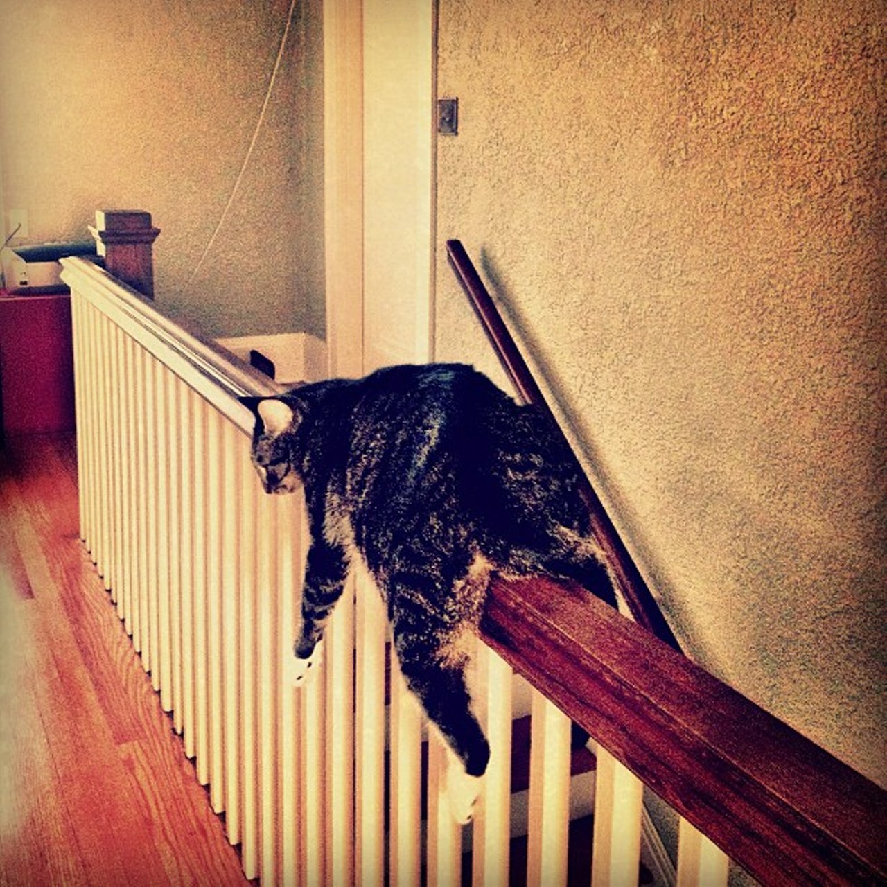 @seandammit
The last few #FridayMoonDog posts have included symbolic life lessons represented by seemingly simple #cat photos, but this week's message is a bit more literal: Strip naked and straddle your stair banister. If you don't have one, go to a friend's house and do this when they go to the bathroom. #moondog #mooney #pets #cute