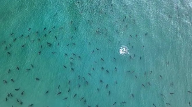 Sharks off the coast of Singer Island