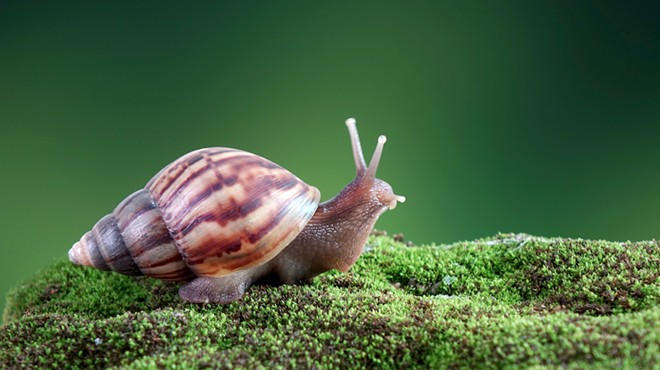 Giant African land snail invasion puts part of Florida under quarantine