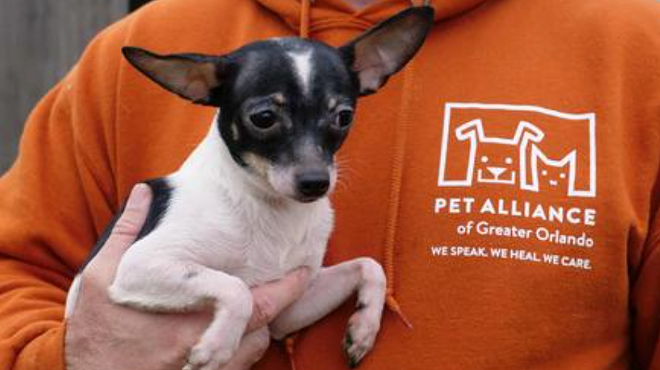 Pet Alliance of Greater Orlando has received nearly $1 million in donations since shelter fire