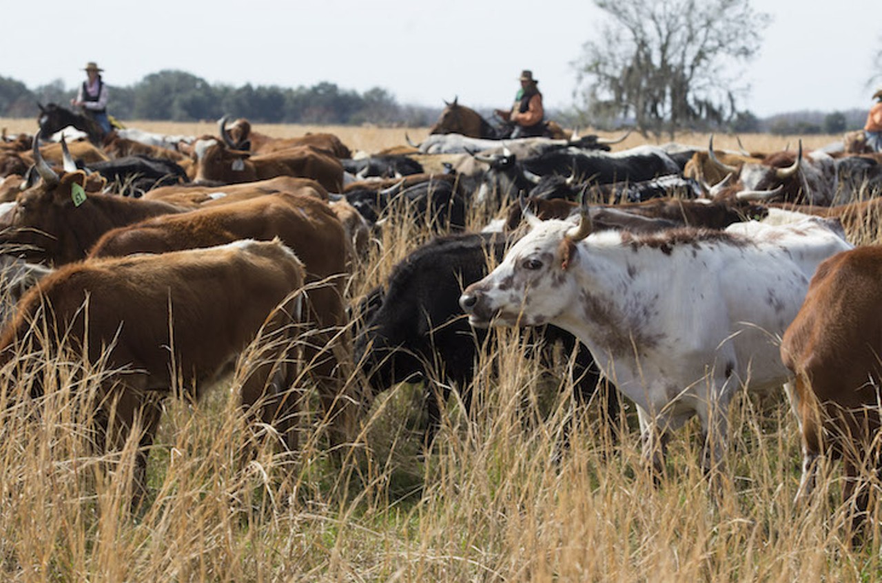 Nearly 500 head of cracker cows and other cattle made the almost 60-mile trip.