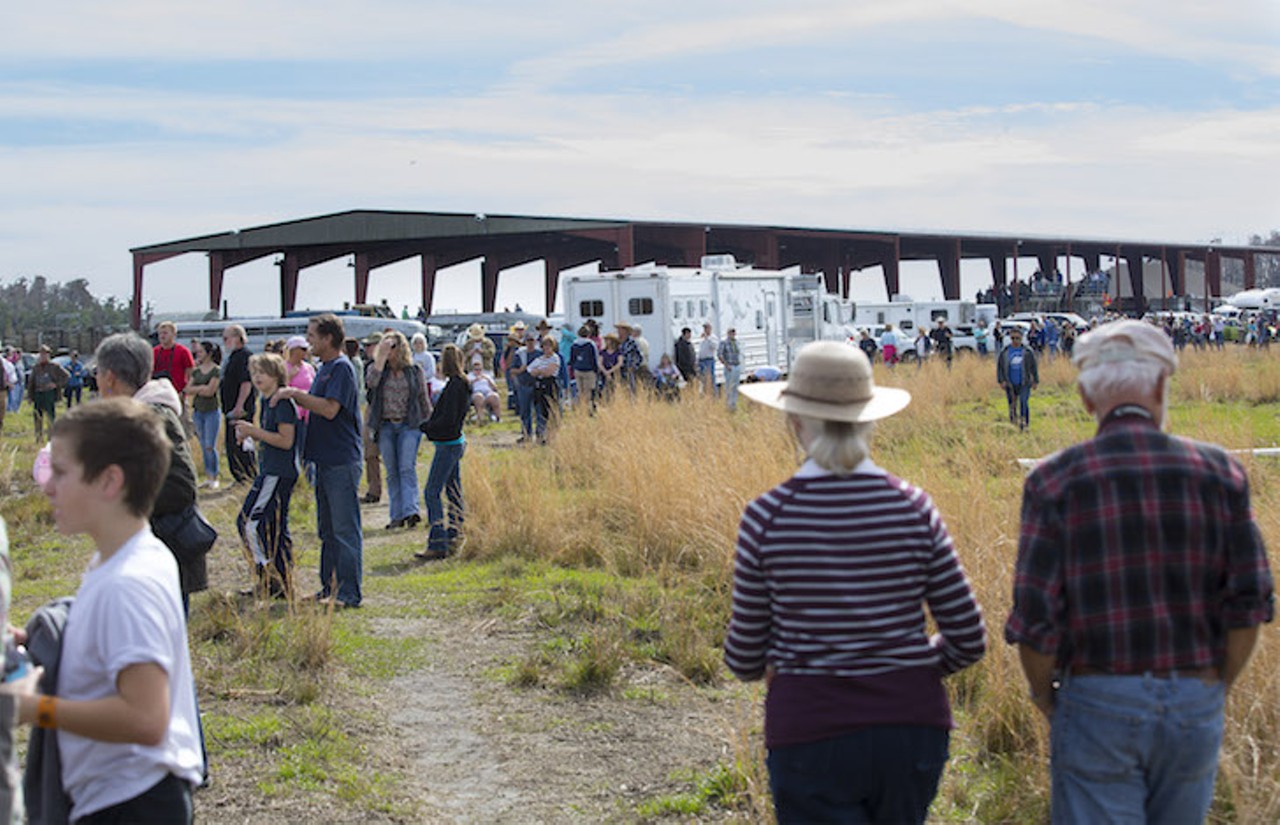 Hundreds of sightseers, family and friends waited anxiously for the return of the cow hunters.