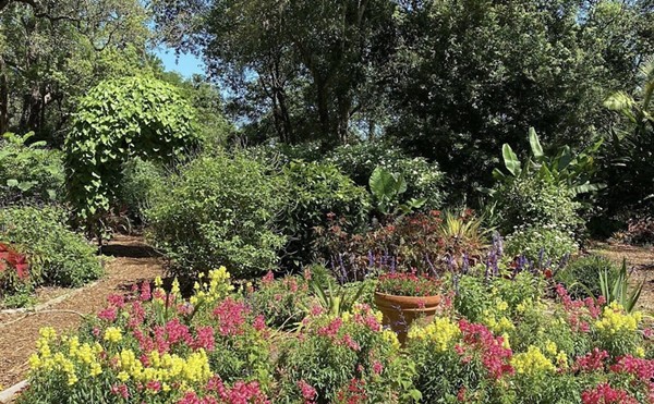 Plant for Pollinators Giveaway at Mead Gardens gets you a free green friend for a good cause this weekend