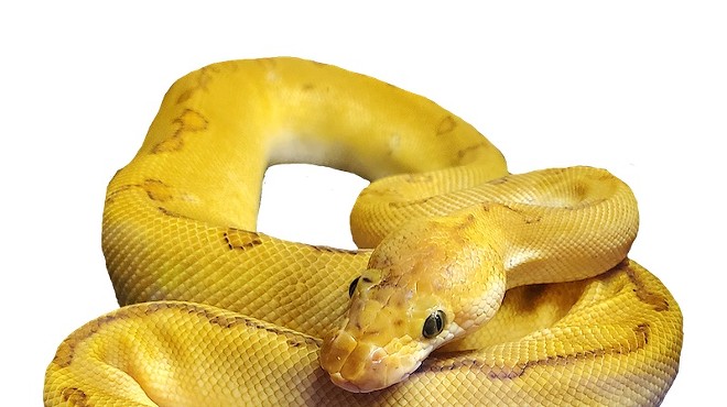 Repticon Orlando: Reptile and Exotic Animal Show