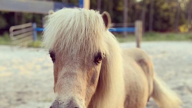 Apopka's Scotty Foundation horse sanctuary holding volunteer event this weekend