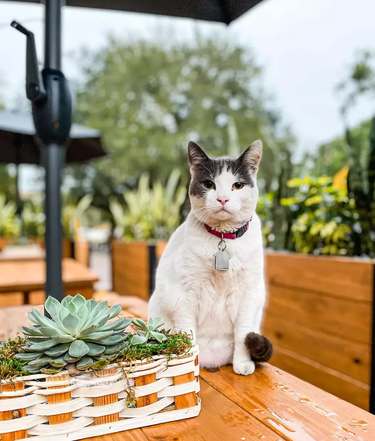 Image: Staff Pick &mdash; Best Non-Human Ambassador of Downtown Orlando: Lulu Unleashed