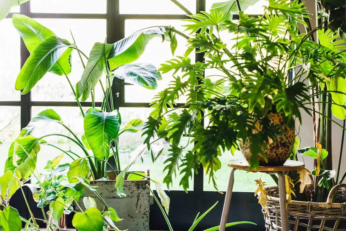 Image: Staff Pick &mdash; Best Quarantine Companions: Houseplants