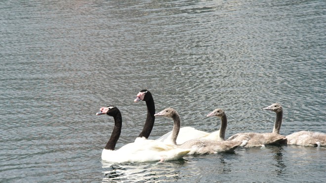 Black-necked swan cygnets released onto Lake Eola