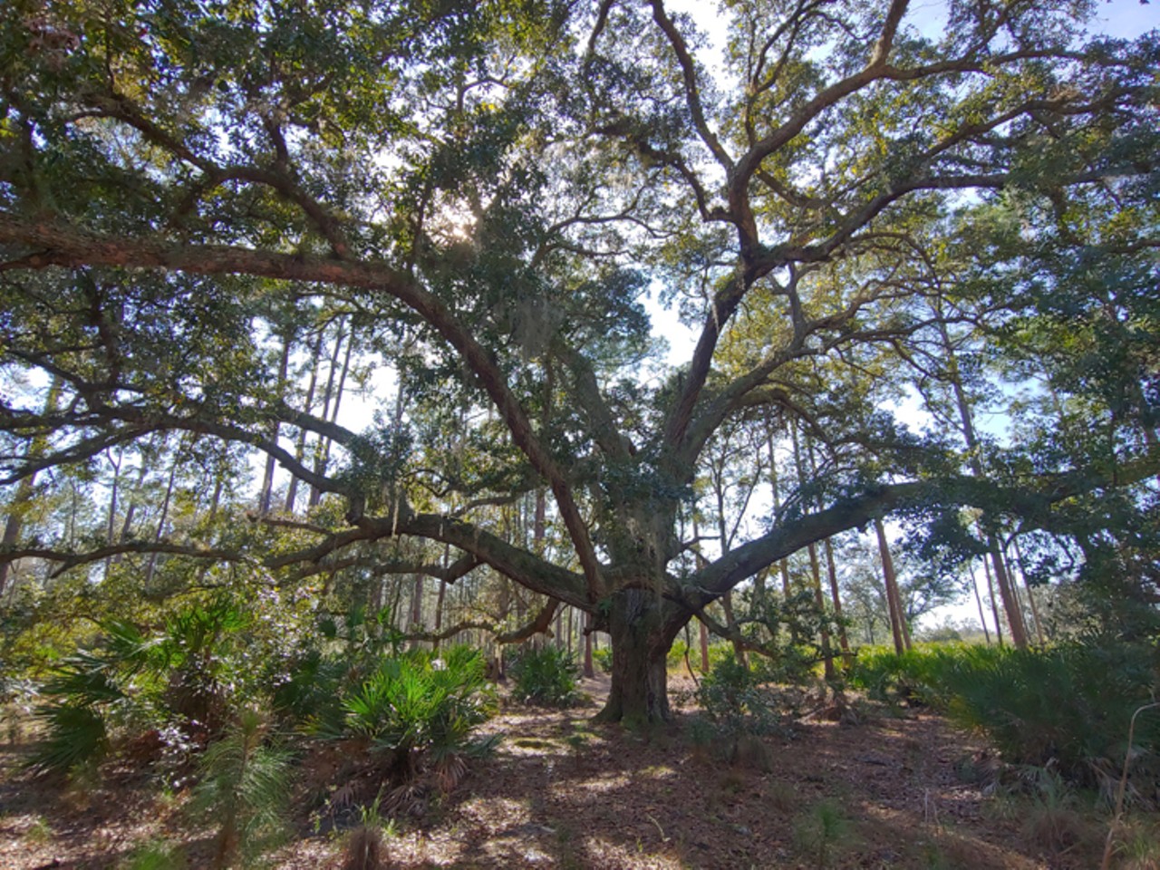 Take a look at Orange County's Split Oak Forest before it's destroyed by a new highway