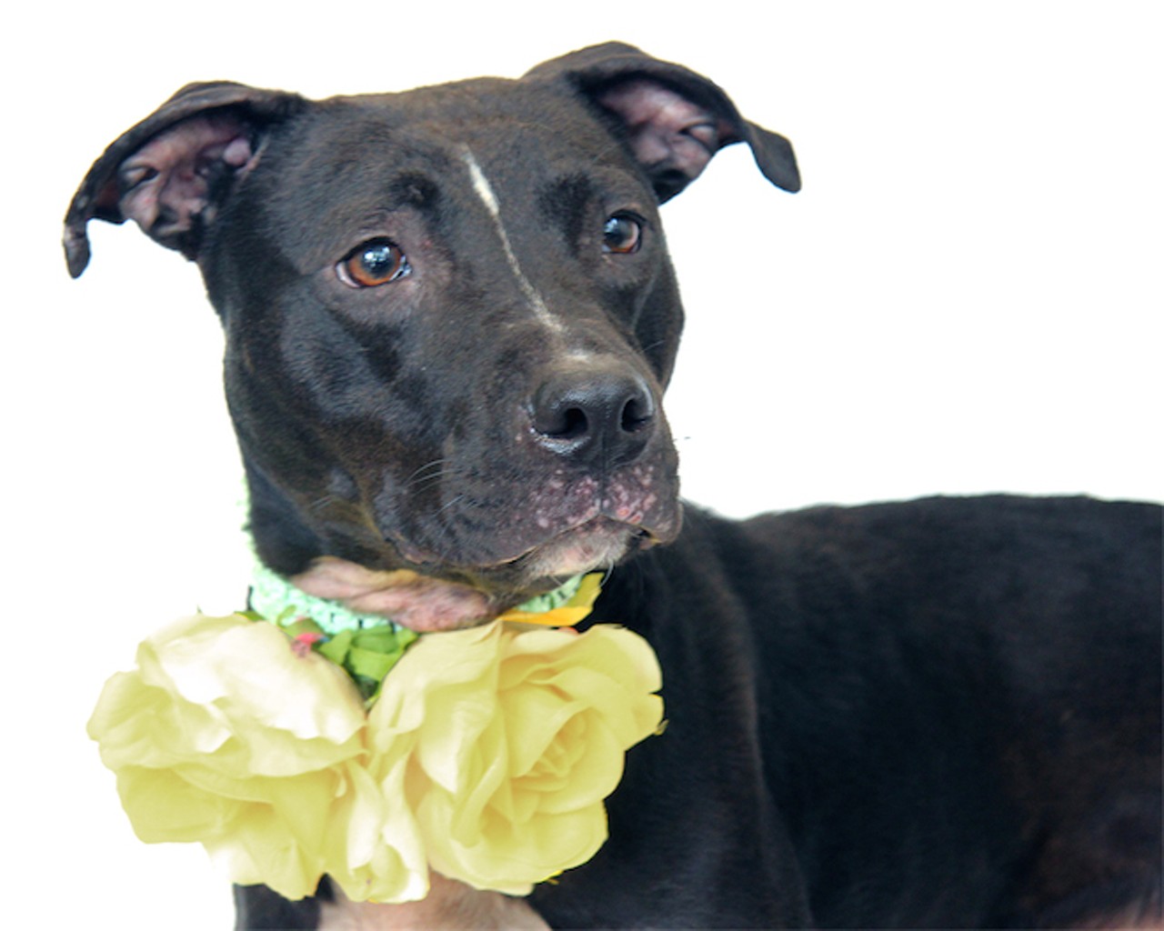 Take me home! 22 photos of sweet dogs looking for homes at OCAS