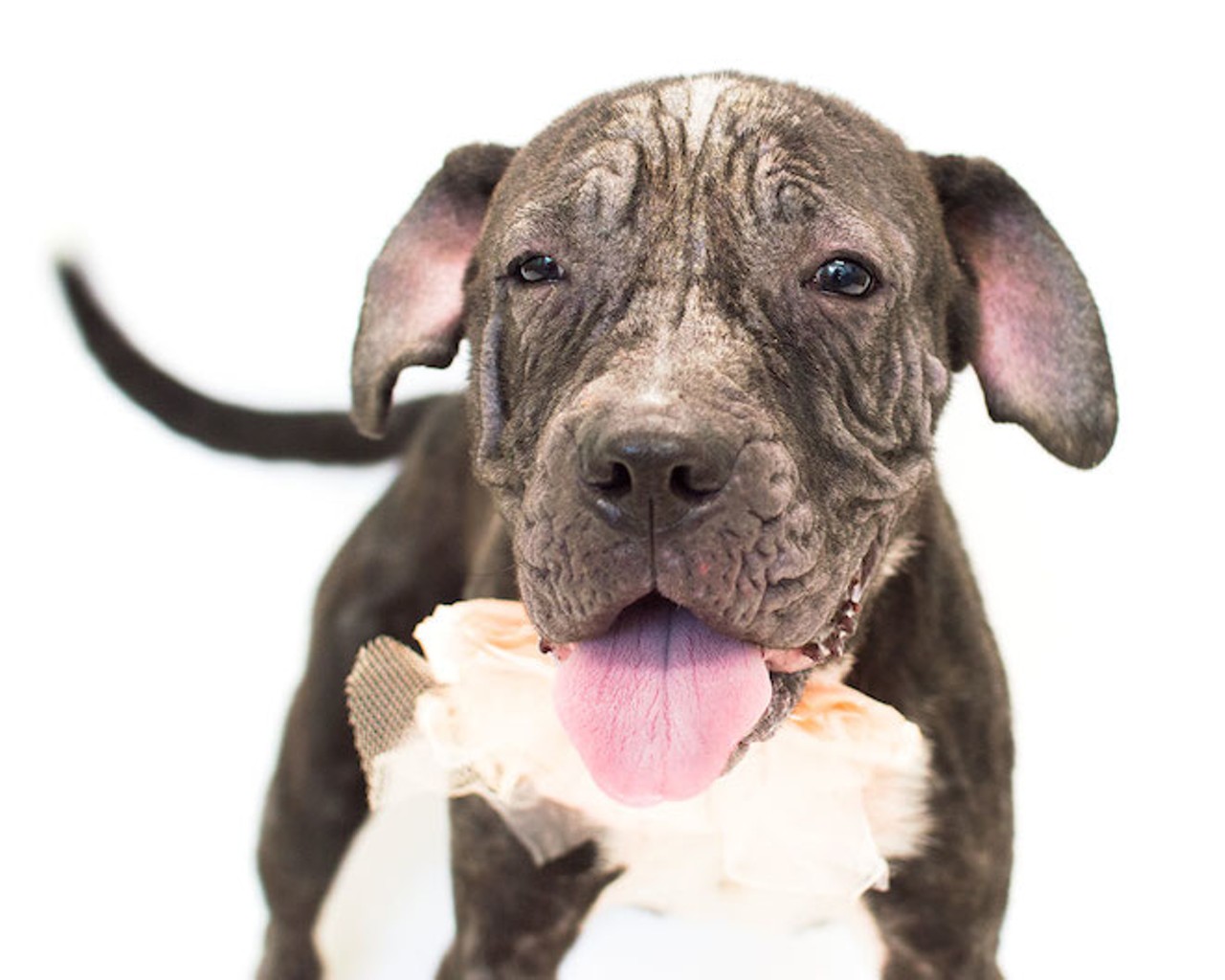 Take me home! 30 darling pups looking for homes at Orange County Animal Services