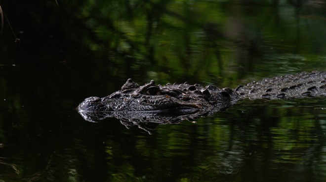 Tampa man killed by alligator while searching for frisbee