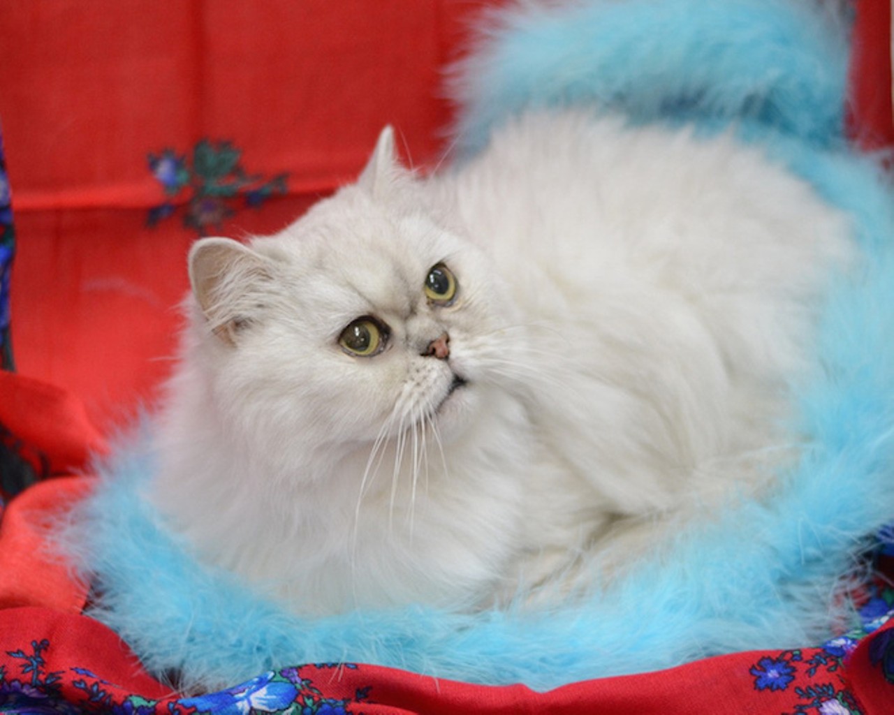 Team Kitteh! 17 adoptable cats (and 1 guinea pig) who'll tackle your heart if you take them home