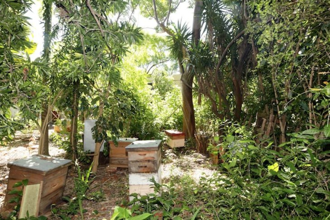 Treehouse Canopy Room: Permaculture Farm
2 guests, 1 bedroom, 1 bed, 1 shared bath
$65 per night
The farm also features fresh and organic veggies, eggs and honey from their very own beehive.