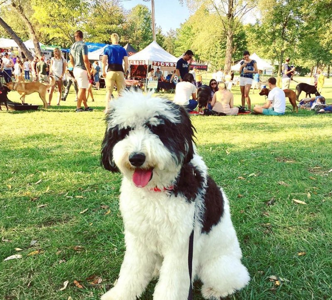 Saturday, Oct. 7 
Barktoberfest
Bark in the park! Give our four legged friends a visit - and maybe bring one home - while you get your food truck on. There will be brews. 
12 - 4 pm; Lake Eola Park, 100 N. Eola Drive; menu prices vary; (407) 836-3111 www.orangecountyfl.net/Barktoberfest
Photo via sweetgus9/Instagram