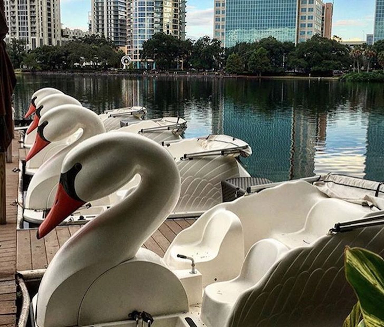 This is the only time of year you can paddle a Swan boat and not sweat
For some, only a masochist would board a swan boat in open, sunny Lake Eola, but what better way to explore Orlando&#146;s iconic lake &#151; and in ideal weather &#151; than on a giant bird? Rent a boat in the evening for the best views of Downtown nightlife.
Photo via dixie.rocks/Instagram