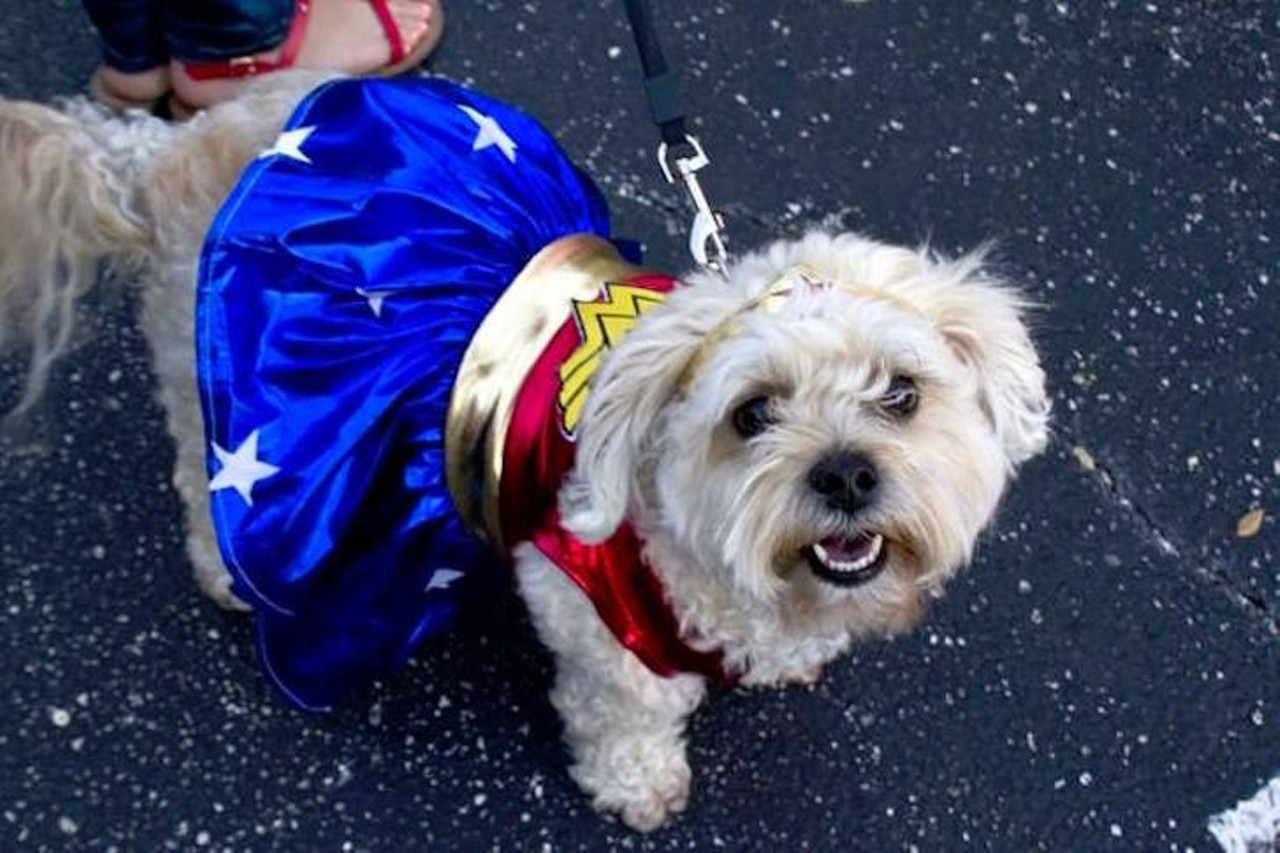 Saturday, Oct. 7 
Growl-O-Ween
Halloween-themed pet event with a costume contest, vendors, trick-or-treating and more. 
5-8 p.m.; SODO, 120 W. Grant St.;  Growl-o-ween Orlando Facebook
Photo via  Growl-o-Ween Orlando/Facebook