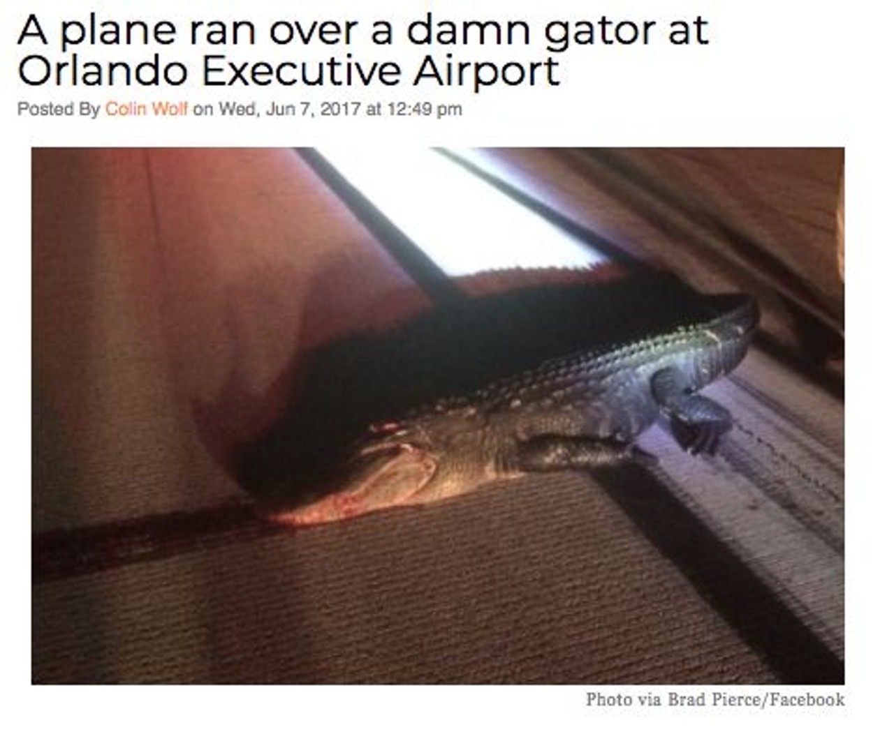 A plane ran over and killed an 11-foot alligator at Orlando Executive Airport. Read more